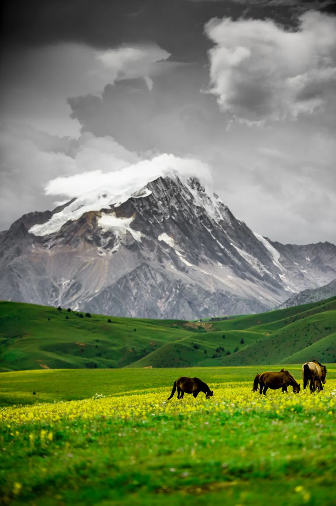 丁真和四川什么关系,丁真背后是谁