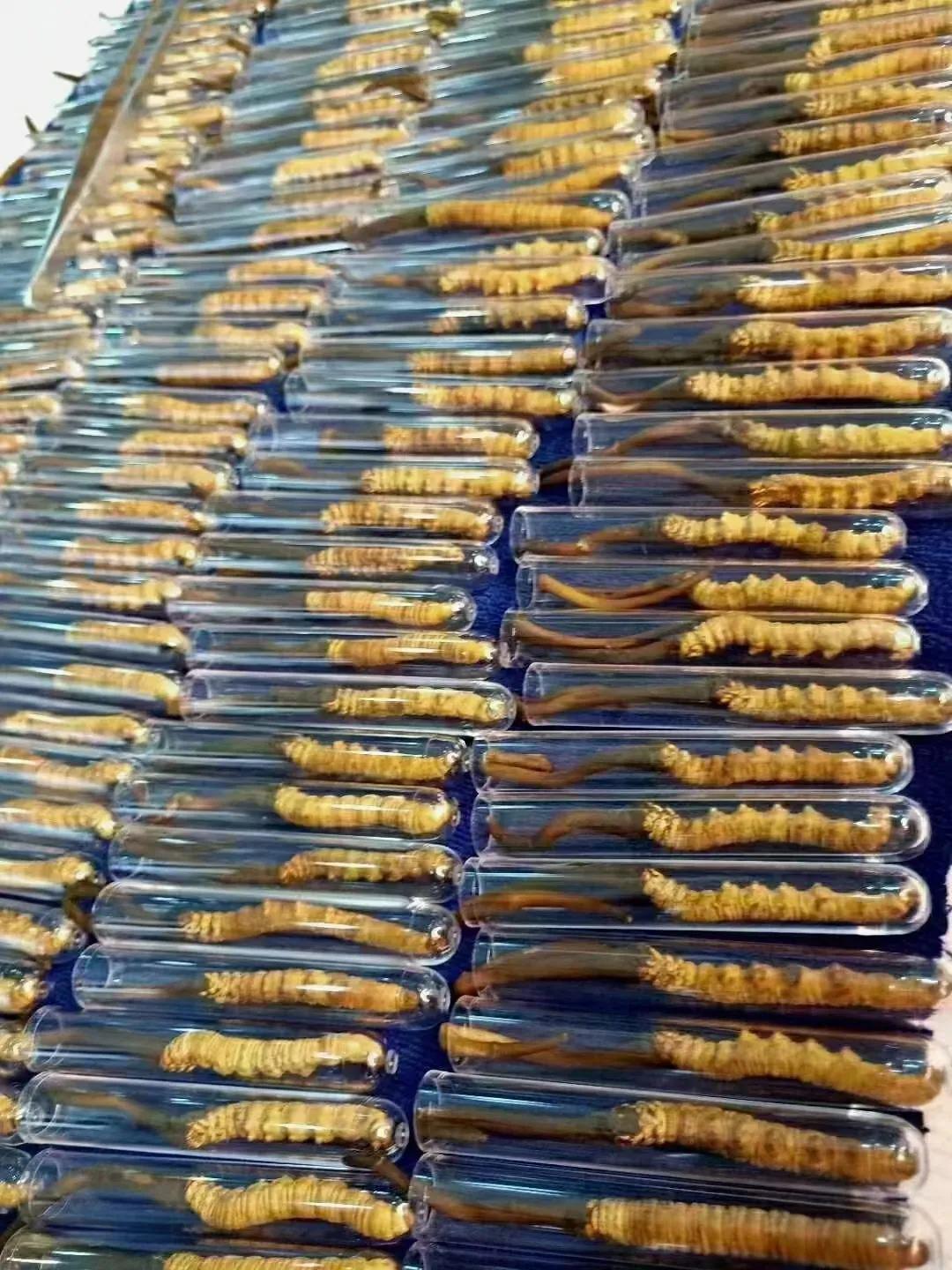 冬虫夏草鸡汤做法虫草放多少,孕妇虫草炖鸡汤一般放几根