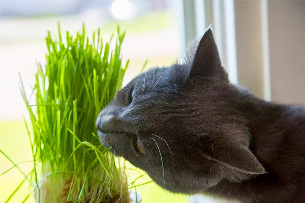 英短猫大便有血是怎么回事,美短猫便便稀怎么办