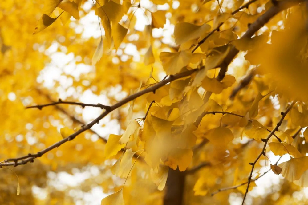 春夏秋冬银杏风景,旅游银杏是初冬最美的一道风景