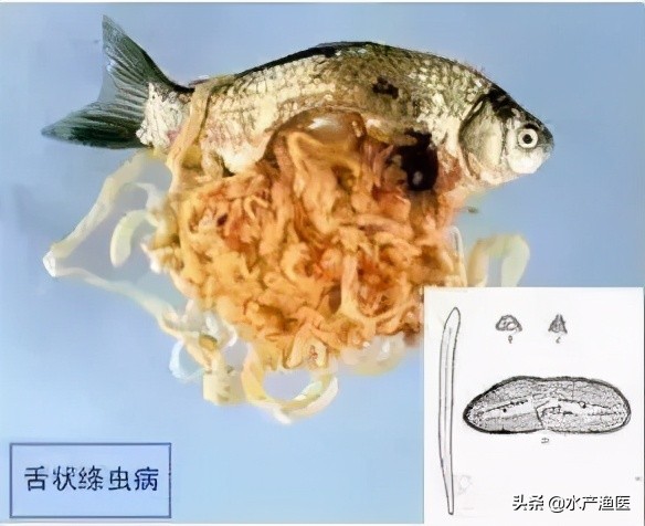 养殖鱼常见体外寄生虫,23种鱼类寄生虫图片库