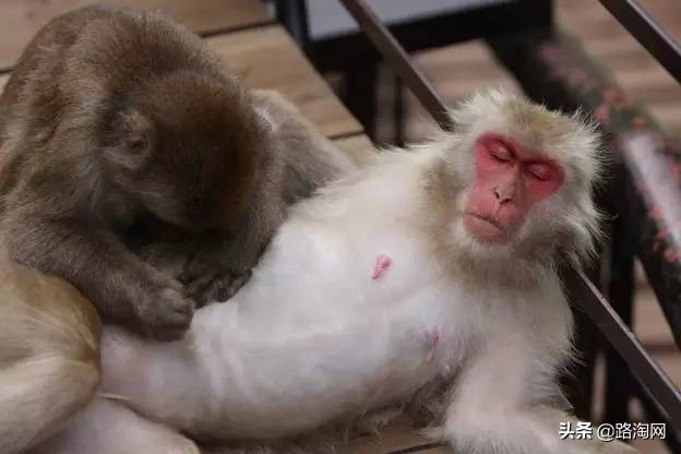 日本温泉猴子纪录片,日本猴子泡温泉头顶毛巾