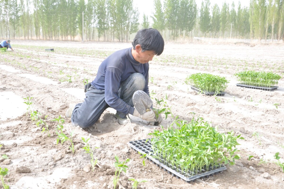 辣椒移栽后生长缓慢怎么解决,辣椒缓苗后怎么处理