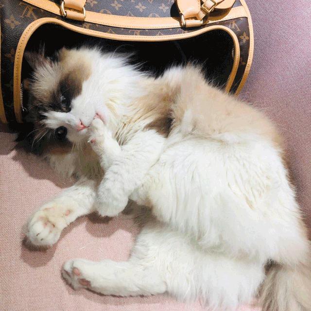 超好看的宠物包,好看又大的宠物包