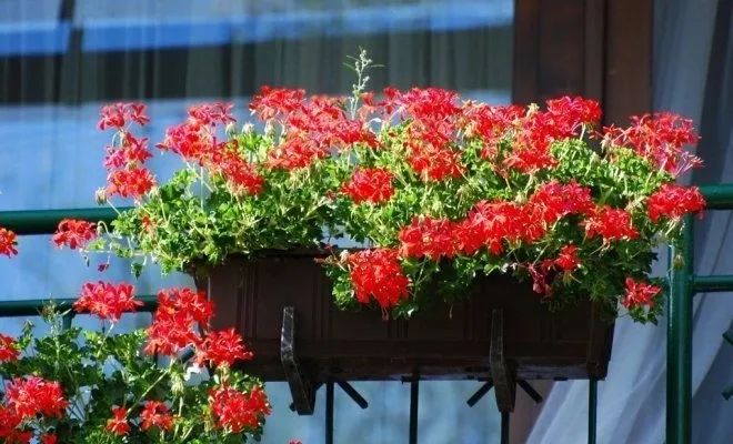 开花灿烂的几种吊盆花，养窗台上就能孕育花朵，不过打理却不容易