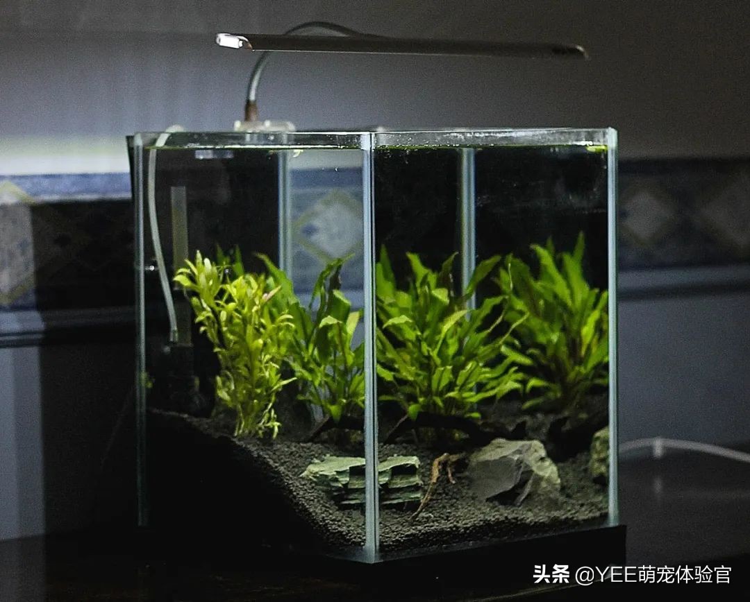 吸血的虫子有哪些在水里,吸血的虫子生活在水里