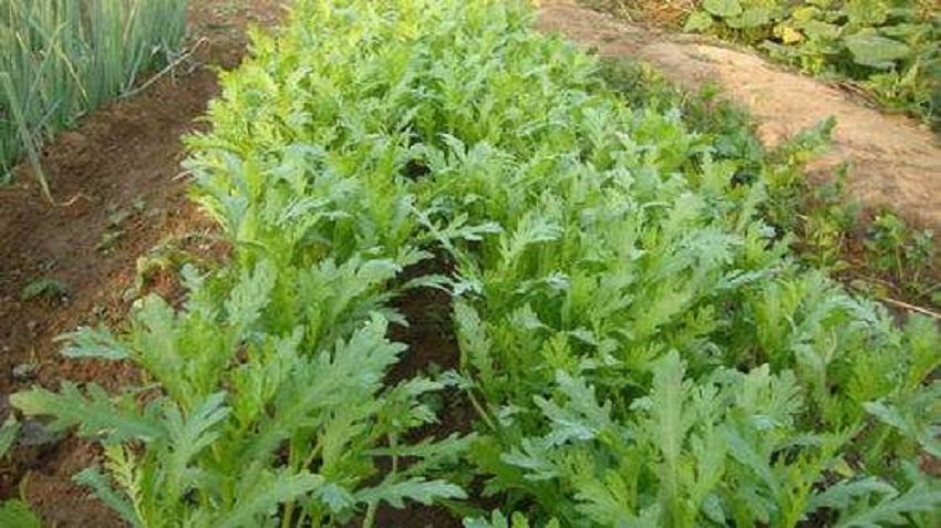 农村种什么蔬菜赚钱不愁销路,种什么蔬菜赚钱快成本低销路好