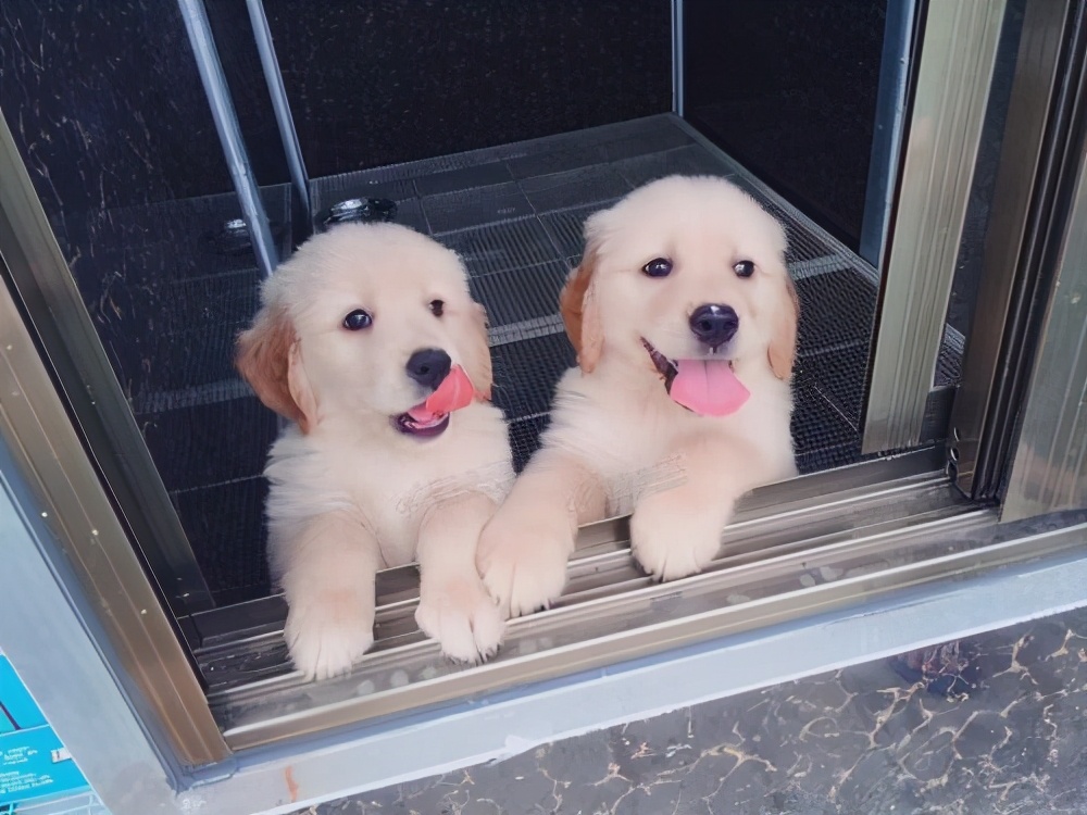 金毛太臭了怎么办,金毛怎么去除口臭