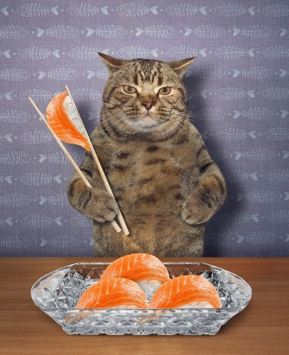 卖米的文案,卖猫的文案怎么写