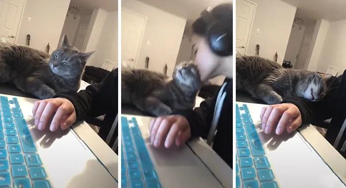 当你亲了猫一下它会摇尾巴,当你亲了猫一口会发生什么