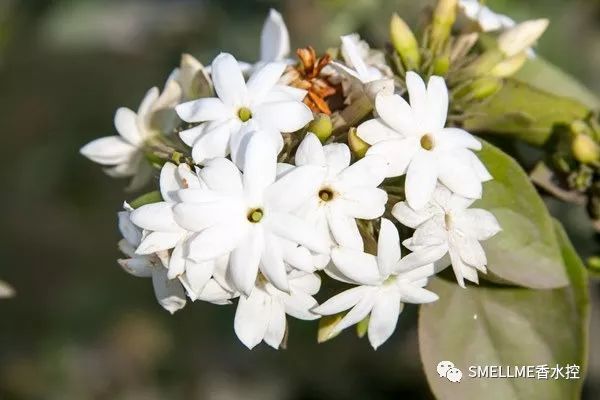 香水品牌排行榜前十名香奈儿,香水品牌名你都念对了吗