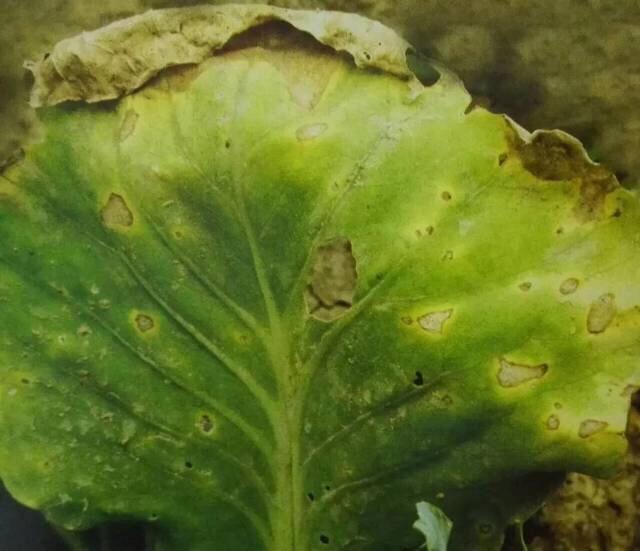 花菜苗期病害防治,花菜苗期移栽病虫害管理