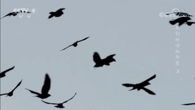 央视拍这种片怎么就没「流量」