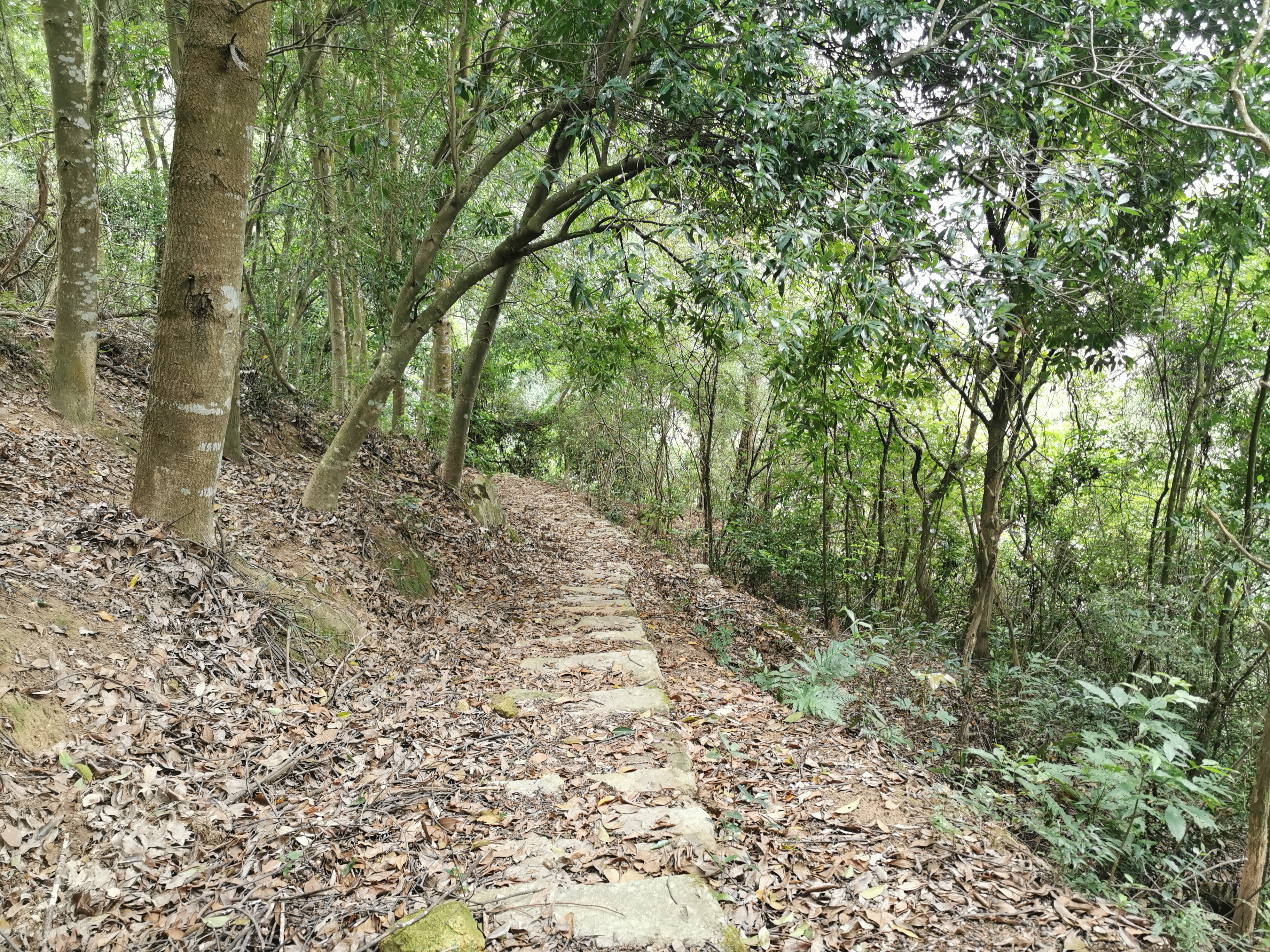 福州周边古道行之：三十六弯—恩顶—竹园岭，偶遇大野猪夹子