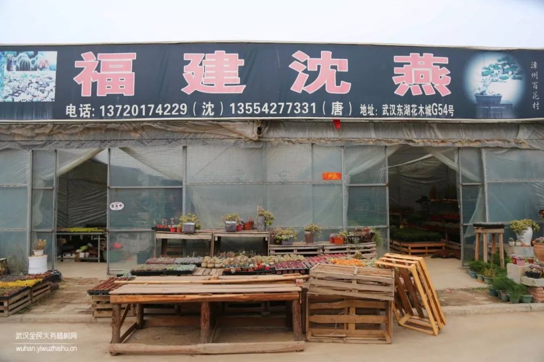 园艺沙龙|前方高能！一大波人相约逛花市，究竟淘了些啥？