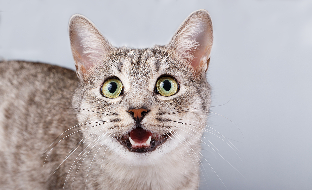 猫咪牙痛吃什么药,猫咪牙齿又黑又黄帮它刷牙不配合