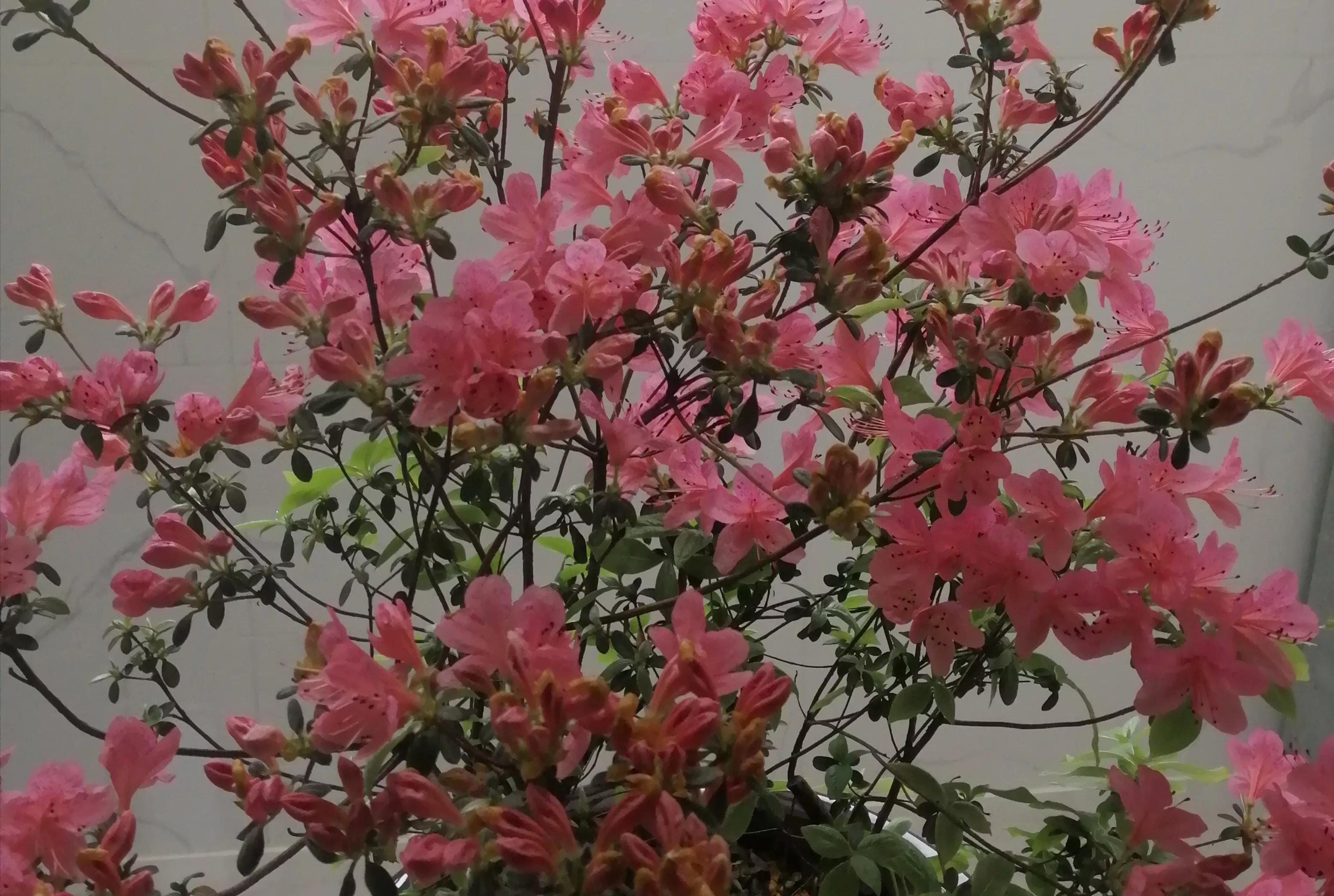 合肥貂博汇青云海宁皮草广场,合肥青云海宁皮革城