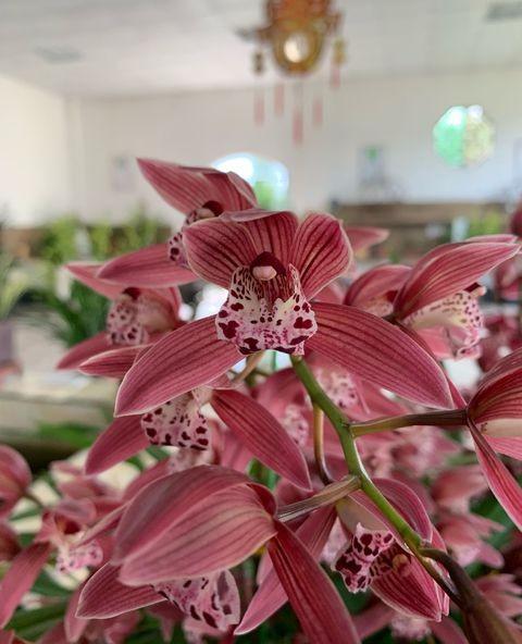 兰花开完花花杆怎么处理掉,兰花谢后怎样剪花梗