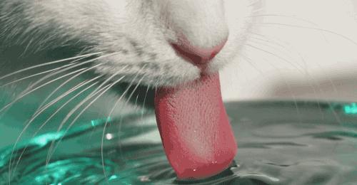 猫咪怕光怕水是怎么回事,你家的猫咪到底有多怕水