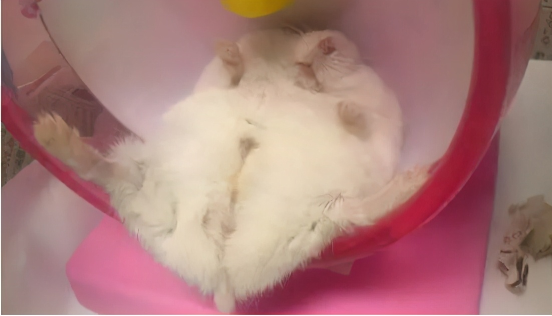 可爱的小仓鼠该怎么养呢,小仓鼠怎么养会又活泼又可爱呢