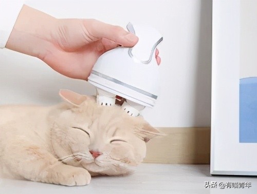 长毛猫撸猫毛工具,哪种撸猫毛的工具好用