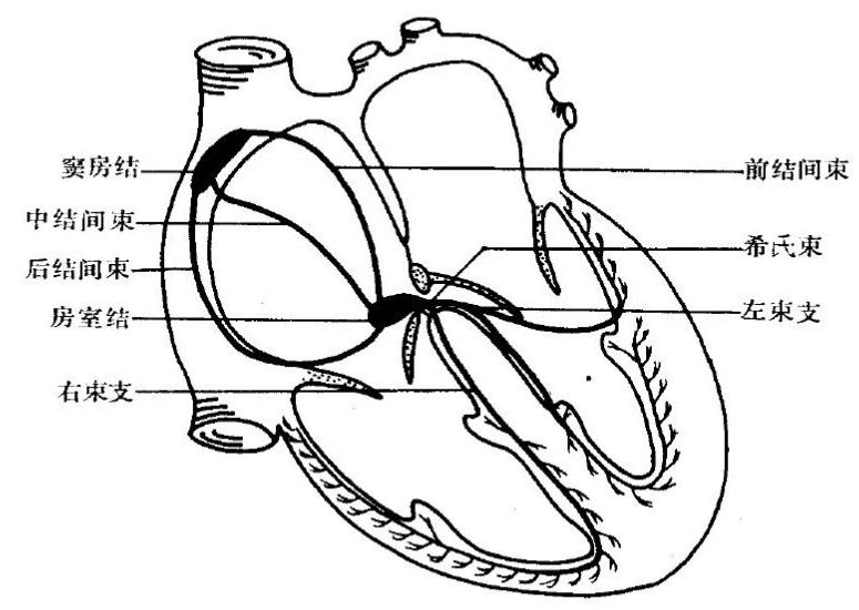 埃里克森晕倒做了什么样的手术,埃里克森植入的是全皮下icd吗