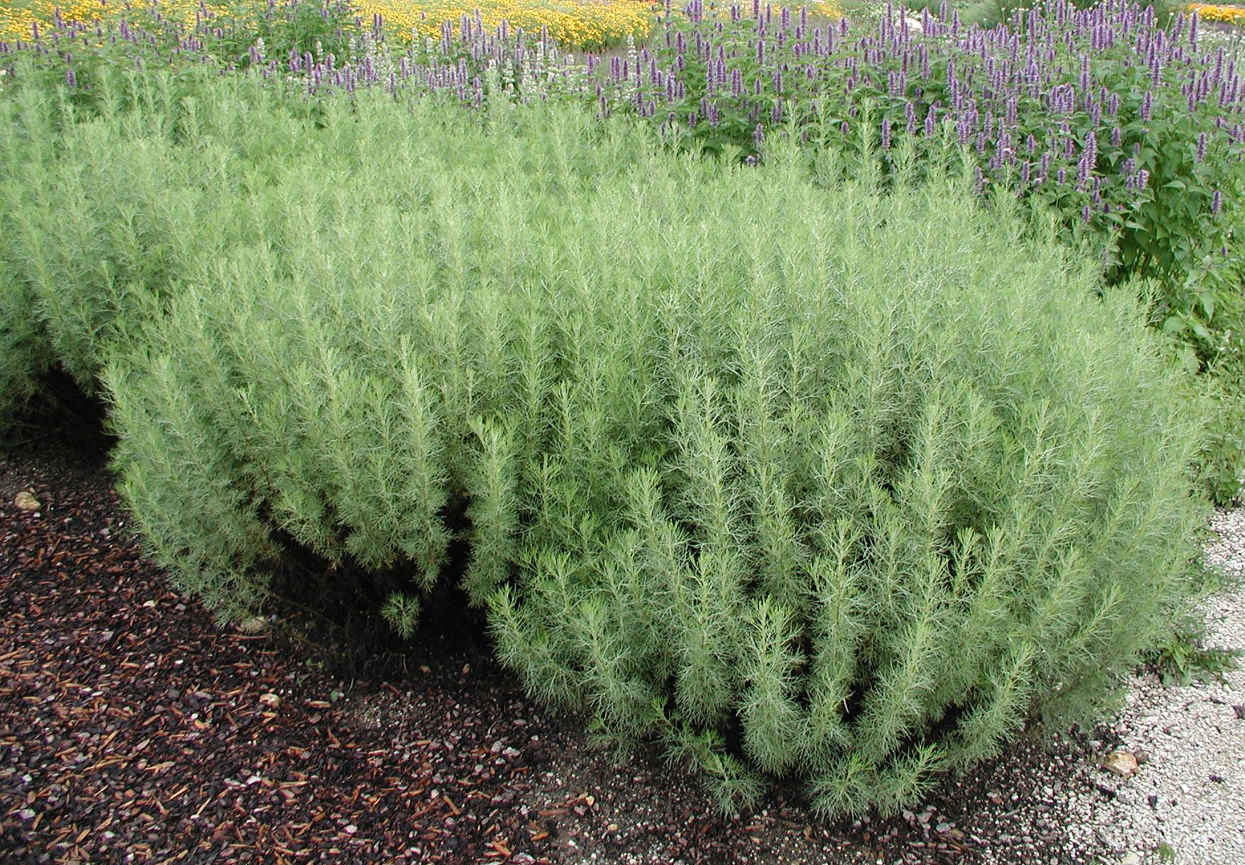 绿山墙的安妮书中的戴安娜,绿山墙的安妮和戴安娜结局