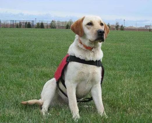 拉布拉多犬的优点跟缺点有关吗,拉布拉多犬的优点跟缺点是什么