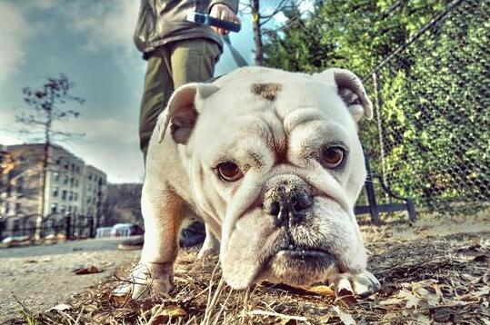 英国斗牛犬的优点和缺点是什么,英国斗牛犬容易有什么疾病