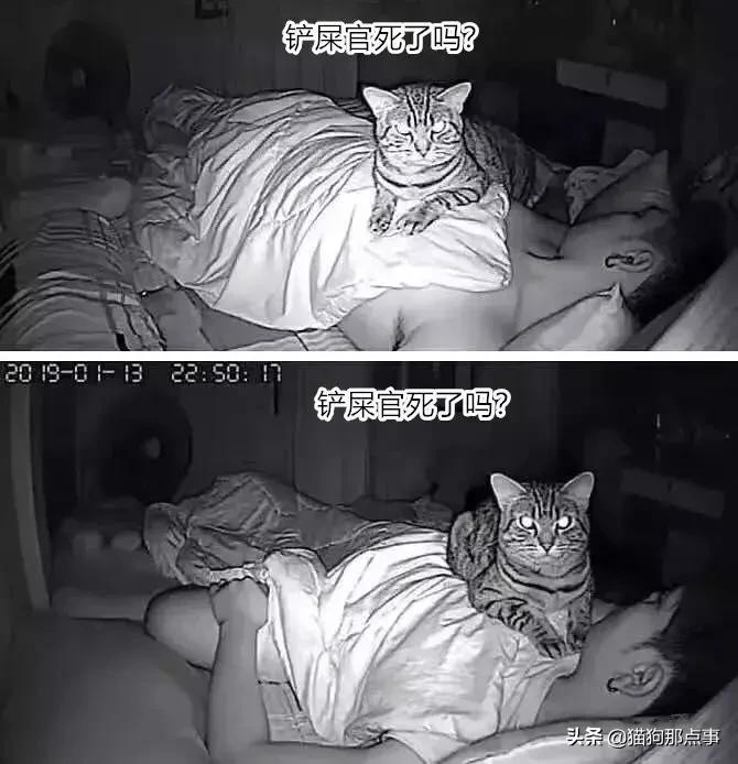 养了5年的猫居然让我丢掉,养了五年的猫很想把它扔了