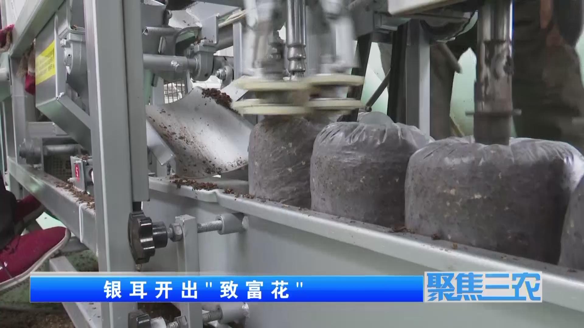 聚焦三农种植蔬菜致富,福建古田银耳栽培致富事例