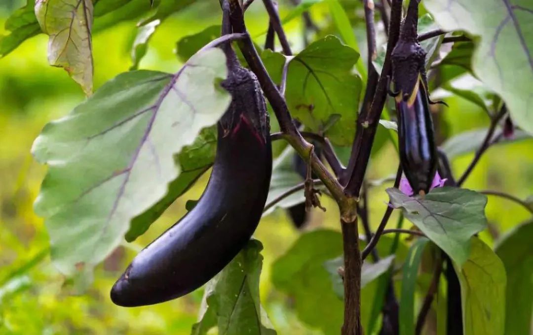 6步在阳台上栽种黄瓜，解开黄瓜生长过程中遇上的栽培难题