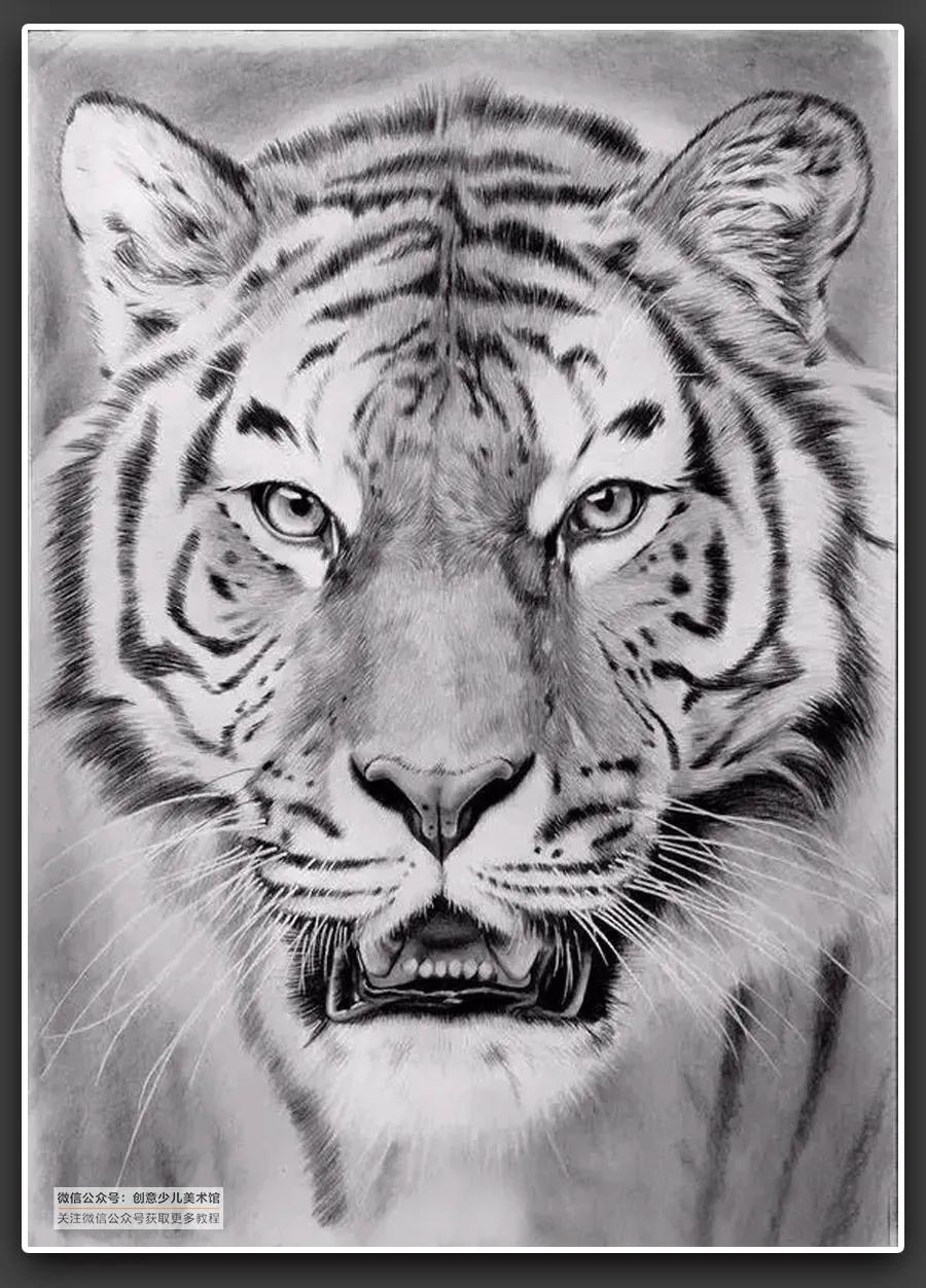 动物素描毛发细节教程,6-12岁儿童素描课程画动物