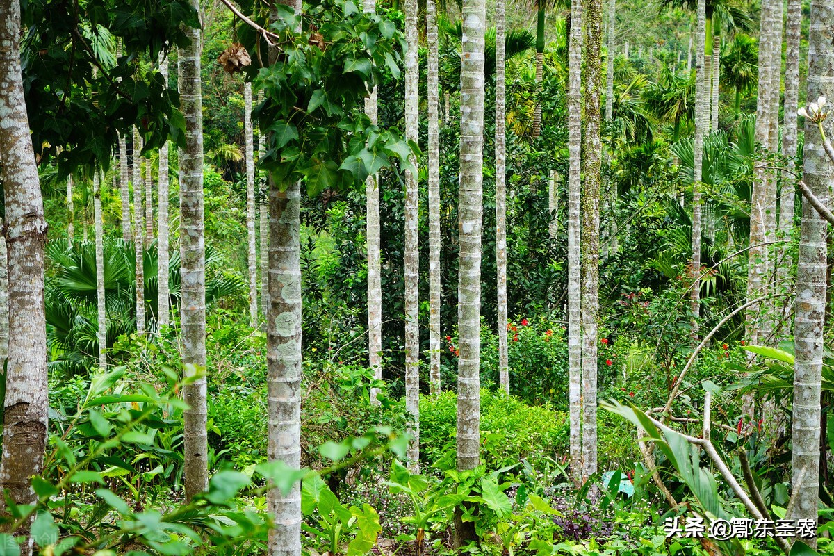 槟榔种植的危害,家乡种槟榔有害吗