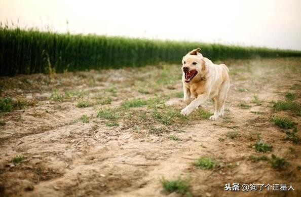 金毛犬智商相当于多少岁,金毛犬的智商排名第几位