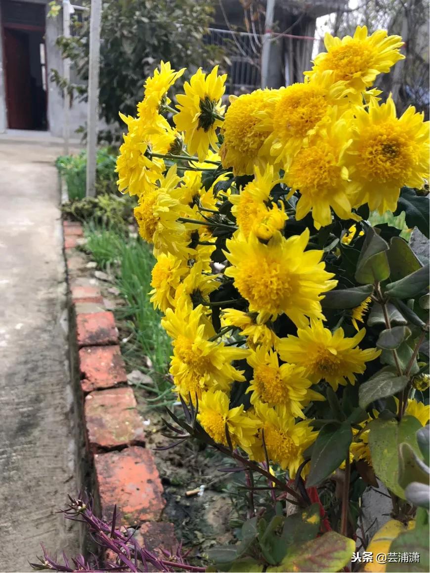 文学样式宋元明清,宋元时期的文学与艺术成就有哪些