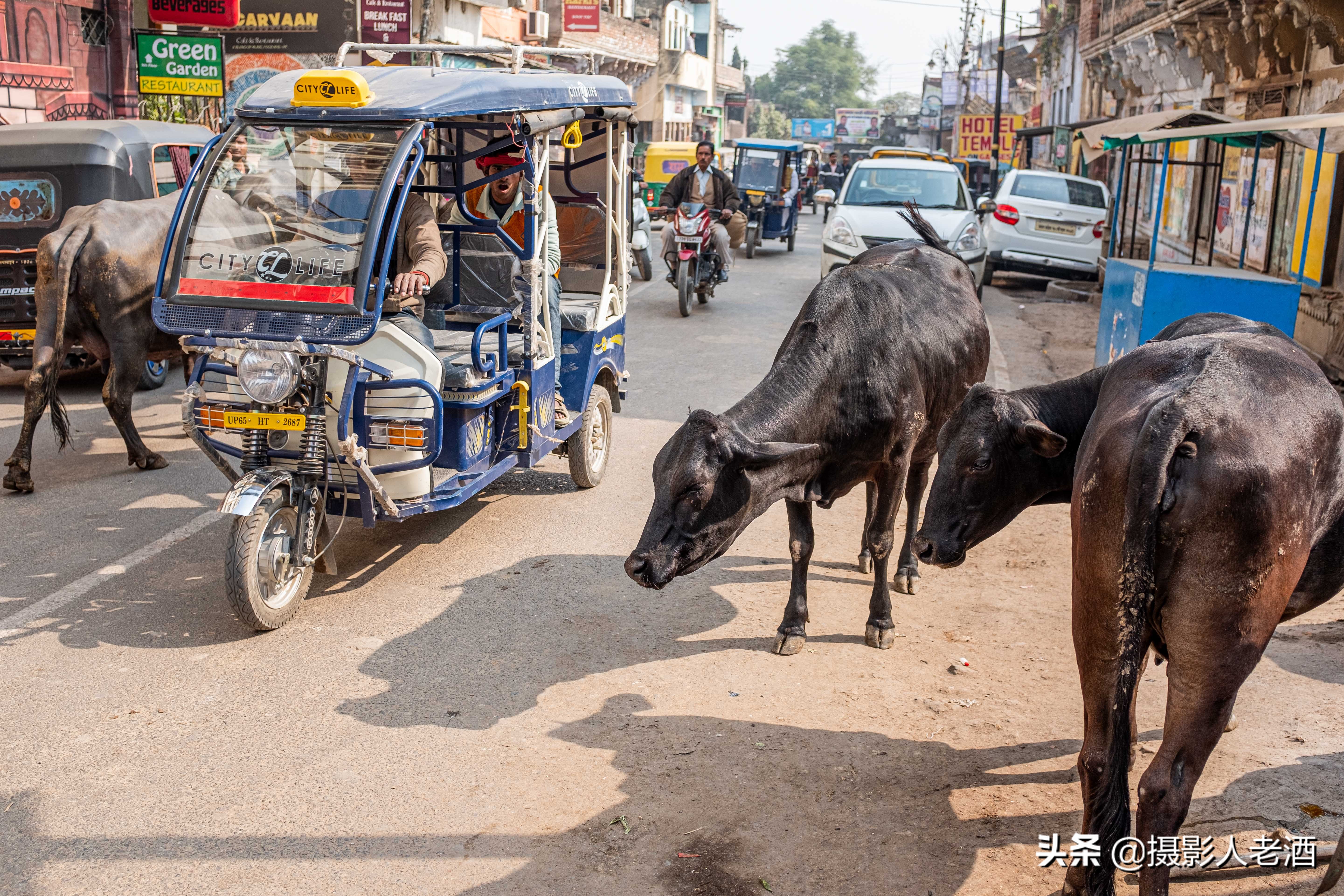 印度的印度教人吃牛肉吗,印度为什么不吃牛肉的地理原因