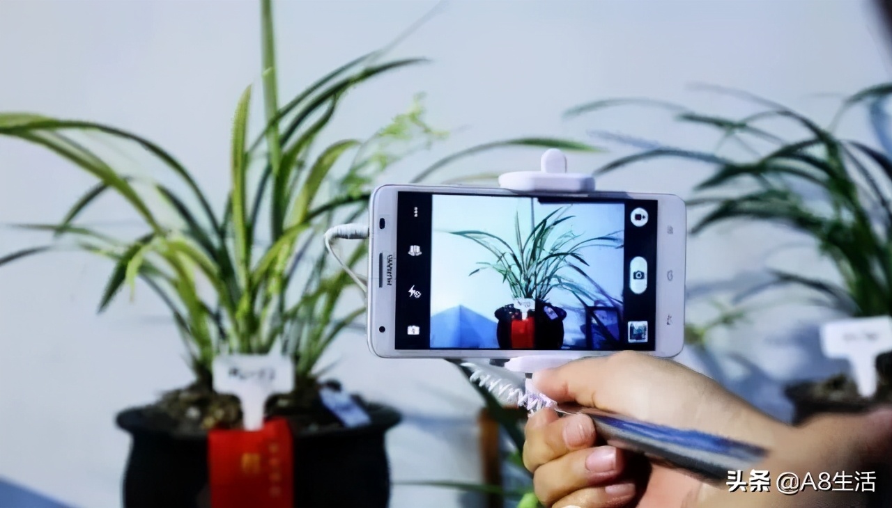 春兰张荷素兰花介绍,每日一品中国兰花春兰