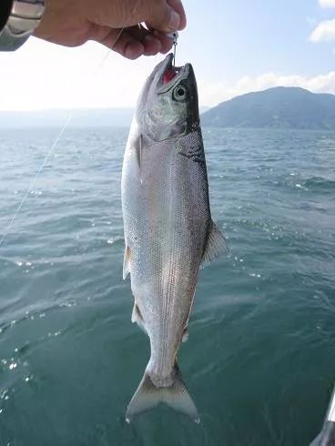 世界顶级淡水鱼大全,世界上顶级鱼类大全