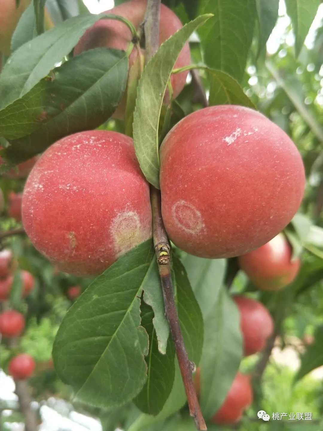 桃树幼果期是防治病虫害最重要的时期