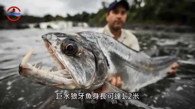 亚马逊河食人鱼多可怕,亚马逊河食人鲶被吊起来