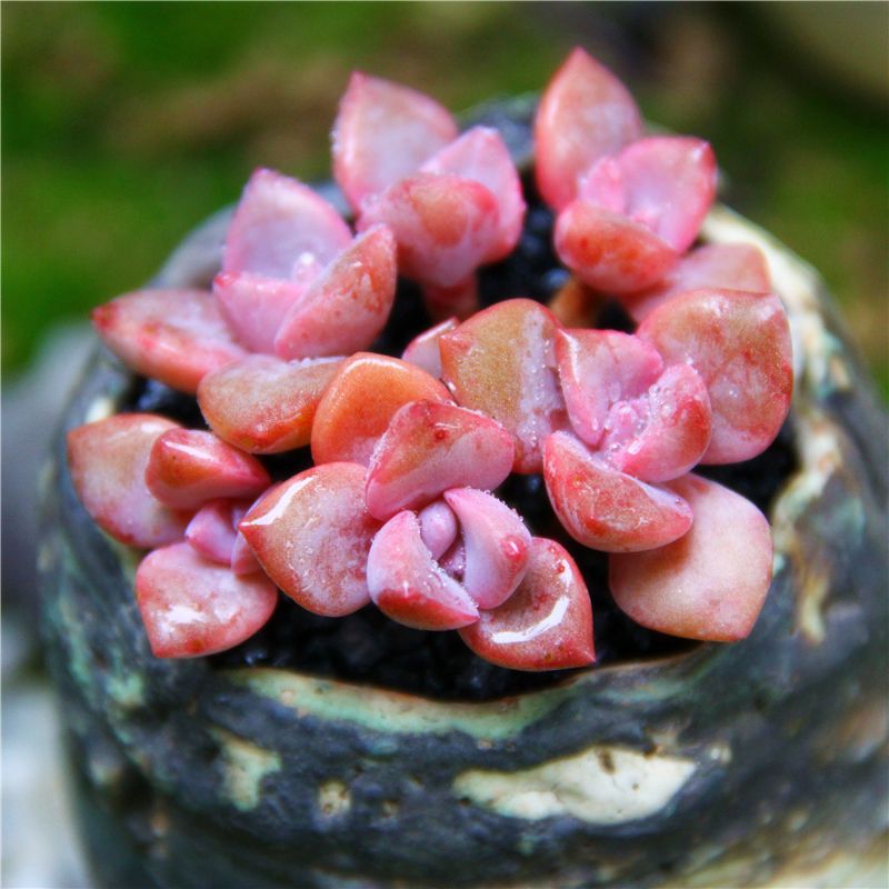 1000种多肉植物图鉴大全大图,景天科1000种多肉植物图鉴