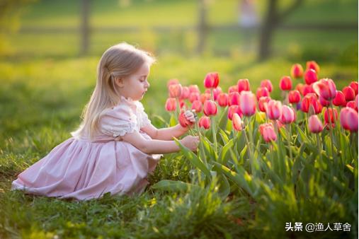 荷兰郁金香当年有多疯狂,郁金香荷兰史