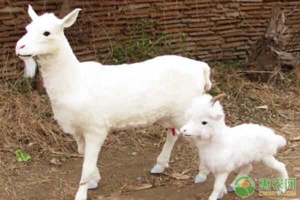 山羊下崽后胎衣下不下来怎么办,山羊不下胎衣会什么结果