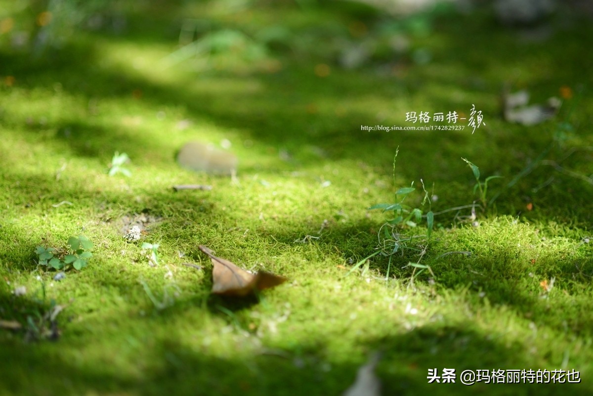 种植苔藓养护方法,苔藓怎么养护才能长得好