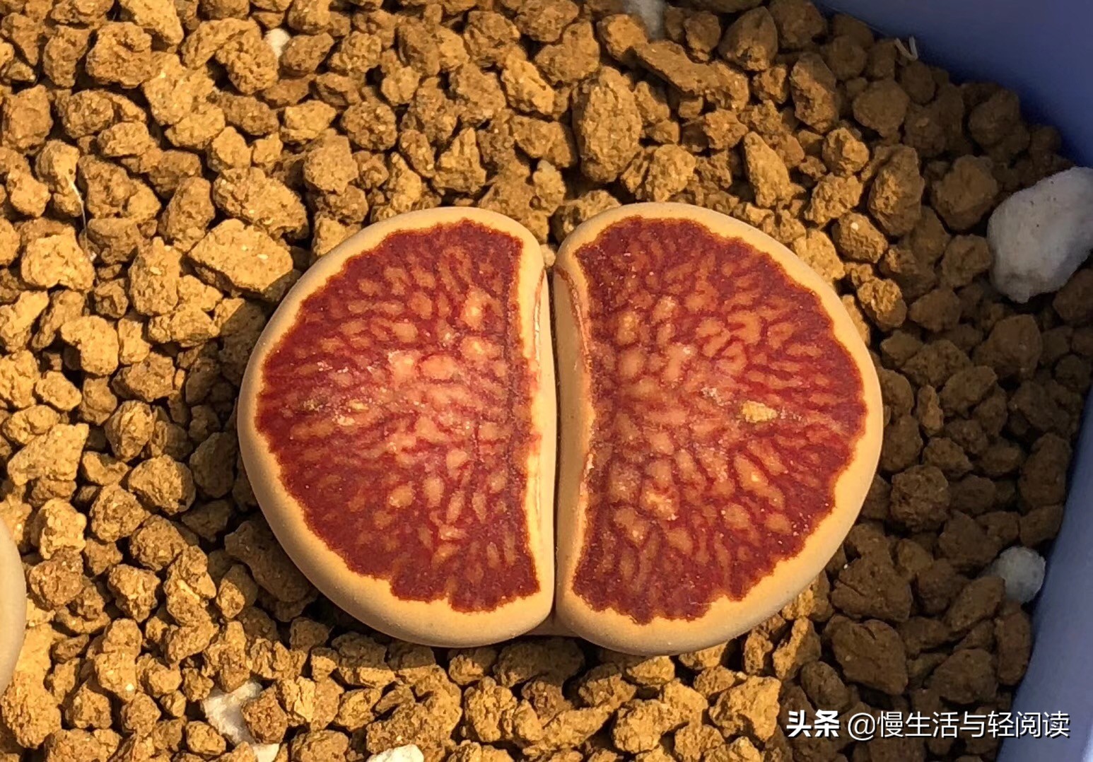 《慢客多肉》(连载五十)