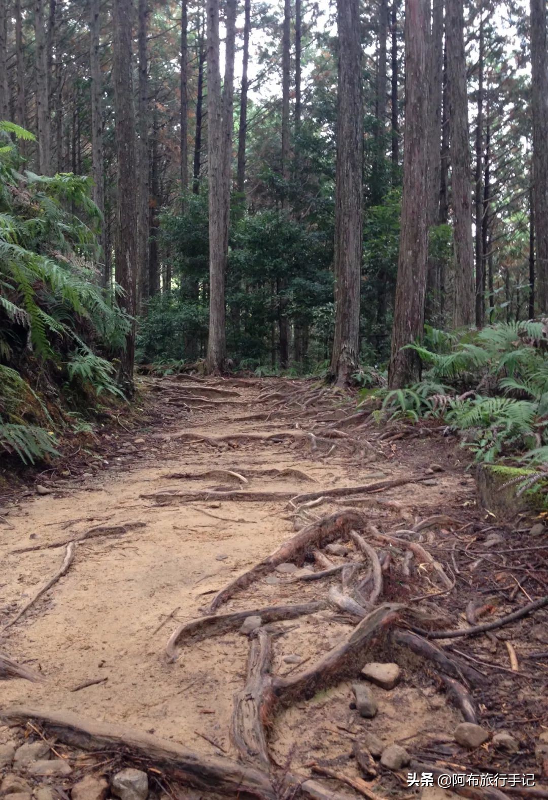 日本熊野古道拍摄,摄影师镜头下的景区