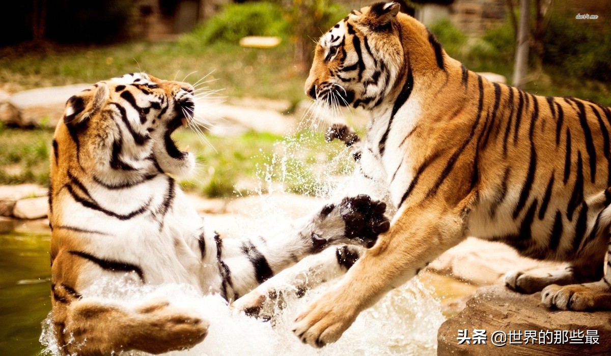 老虎先天优势比狼强,老虎单挑太弱怎么办