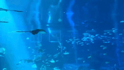 圣淘沙名胜世界完整版,圣淘沙旅游攻略地图大全