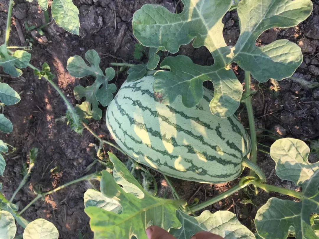 他从老师转行到柬埔寨当“农民”，2次从零开始，如今终见希望